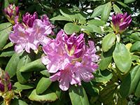 azalea4th