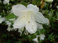 azalea3th